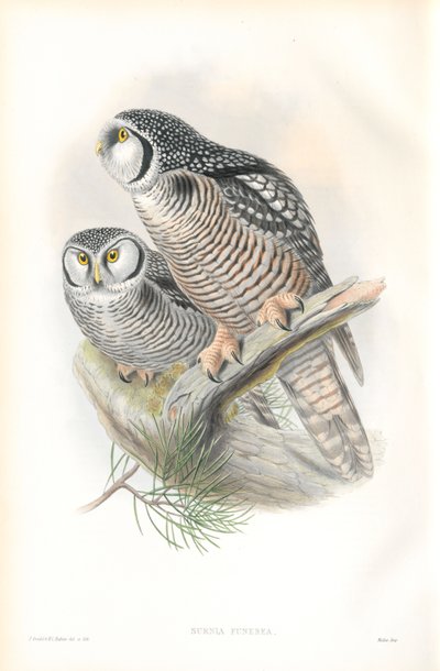 Illustration of Surnia Funerea (Hawk Owl) by John Gould